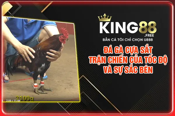 Đá Gà Cựa Sắt - Trận Chiến Của Tốc Độ Và Sự Sắc Bén 2025