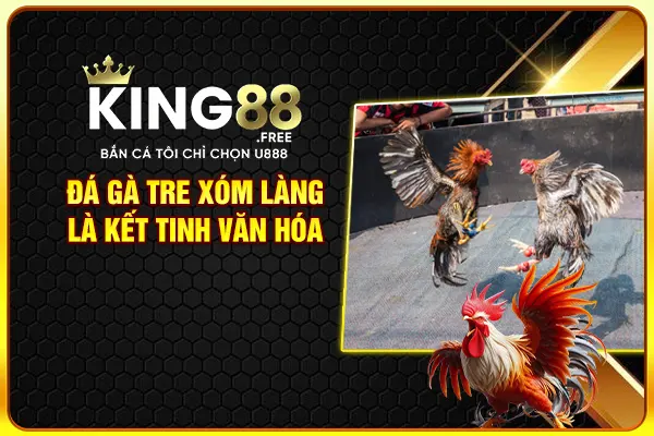 Đá gà tre xóm làng là kết tinh văn hóa